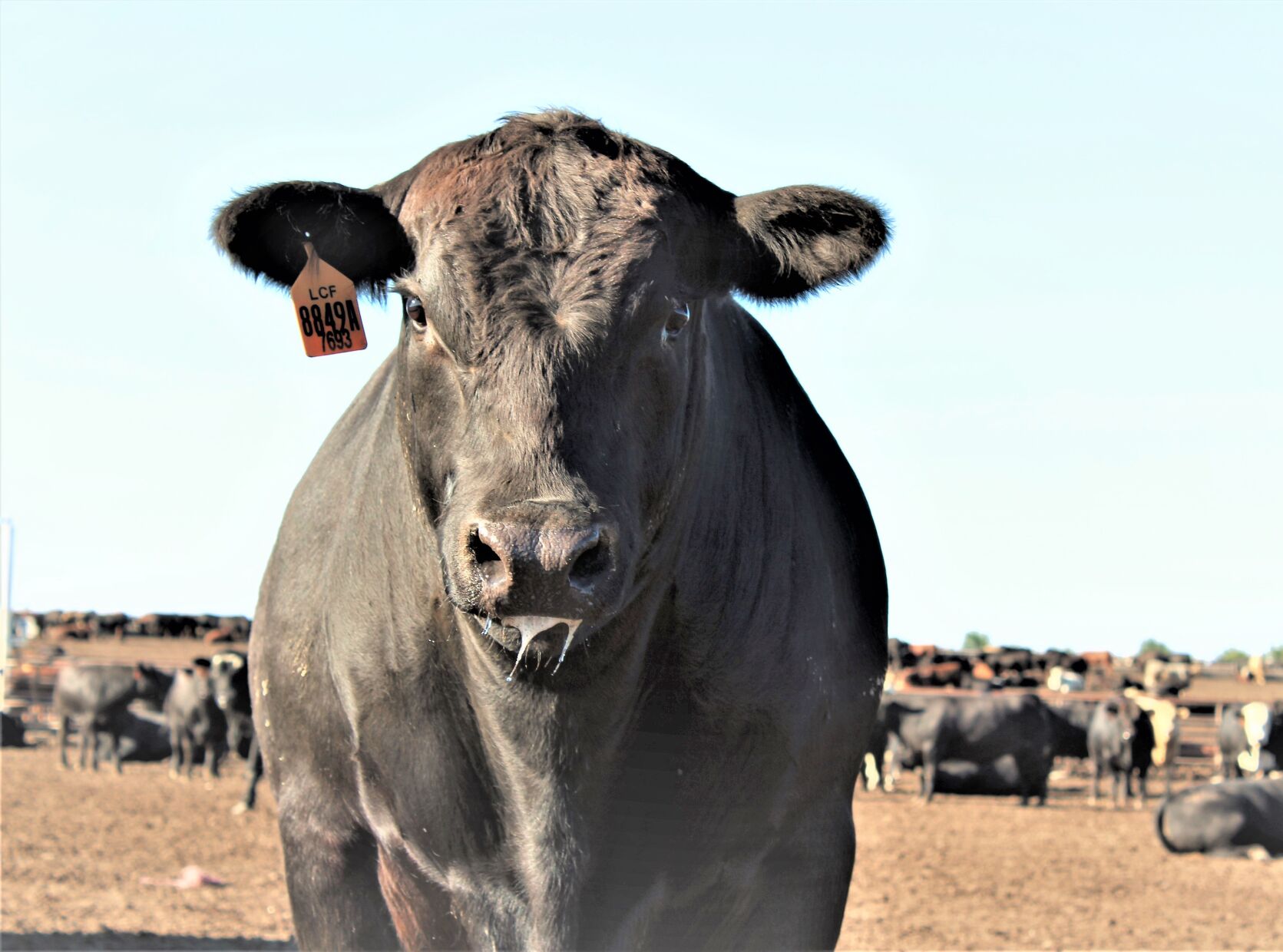 FL Steer
